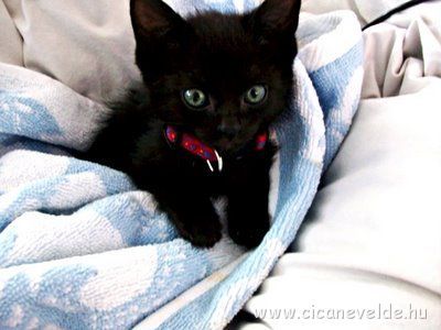 black-kitten-8.jpg